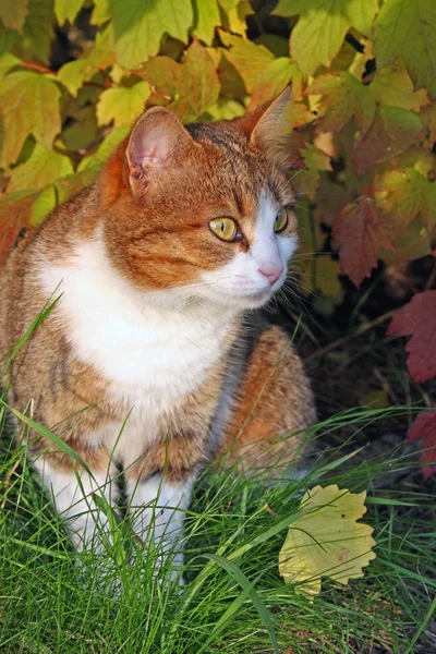 Gatto in foglie gialle — Foto Stock