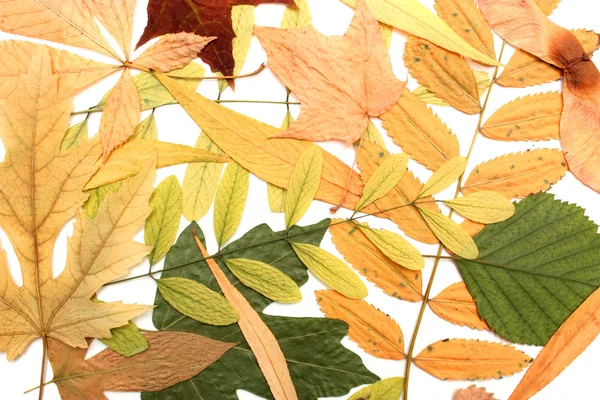 Suché podzimní listy — Stock fotografie
