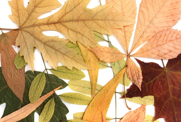 Suché podzimní listy — Stock fotografie