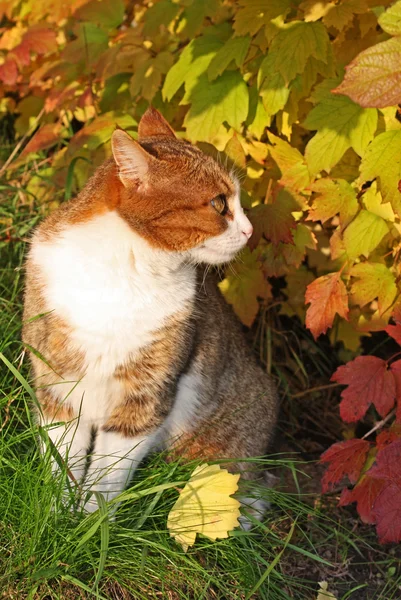 Gatto in foglie gialle — Foto Stock