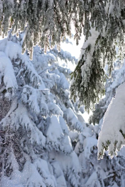 Karla kaplı ağaç — Stok fotoğraf