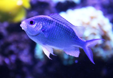 egzotik akvaryum balık