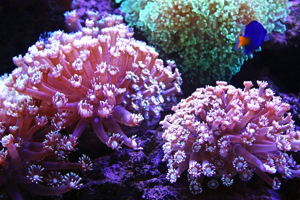 Aquarium leven — Stockfoto