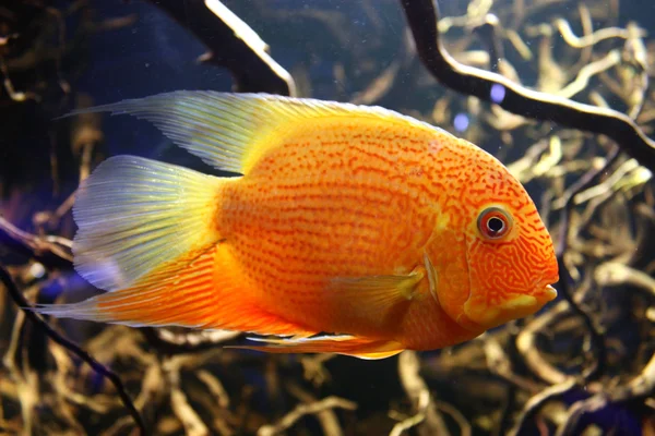 Peixes de aquário exóticos — Fotografia de Stock