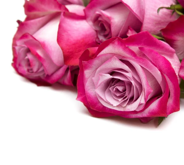 Pink rose — Stock Photo, Image