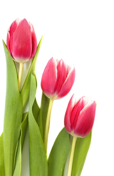 Pink tulips — Stock Photo, Image