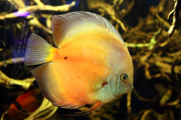 Peixes de aquário exóticos — Fotografia de Stock