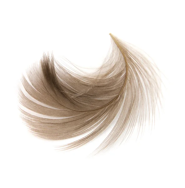 Isolated feather — Stock Photo, Image