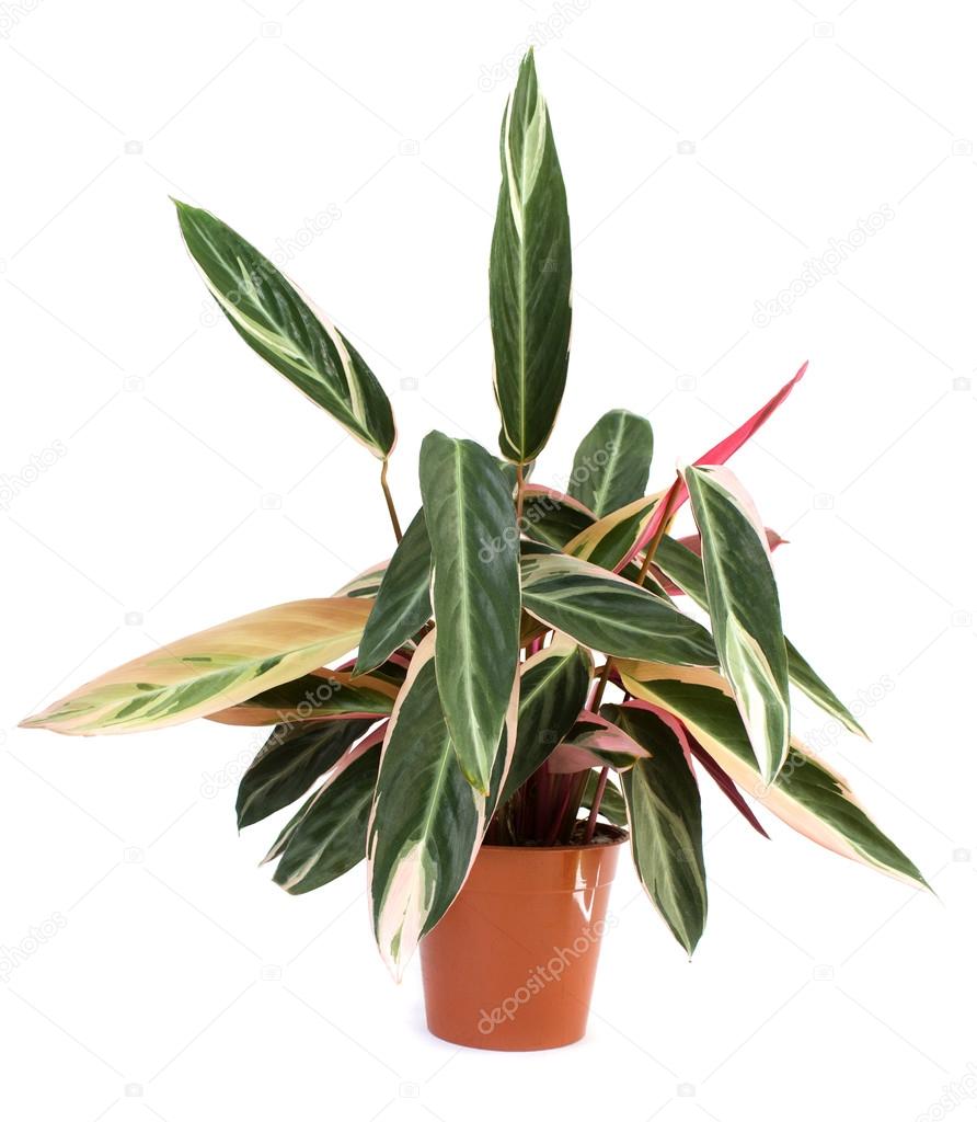 indoor plant