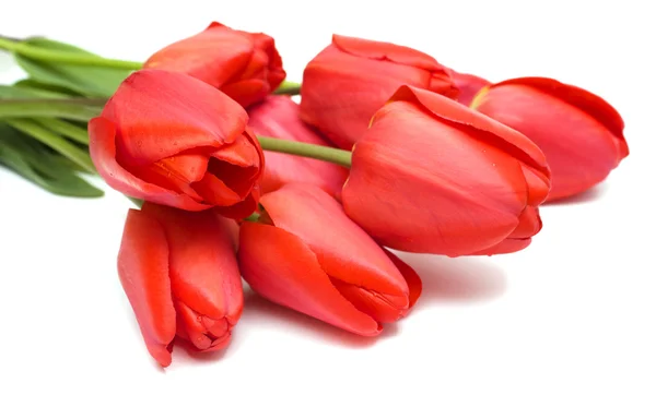 Red tulips — Stock Photo, Image