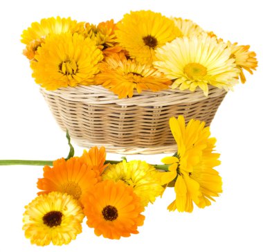 Calendula sepet içinde