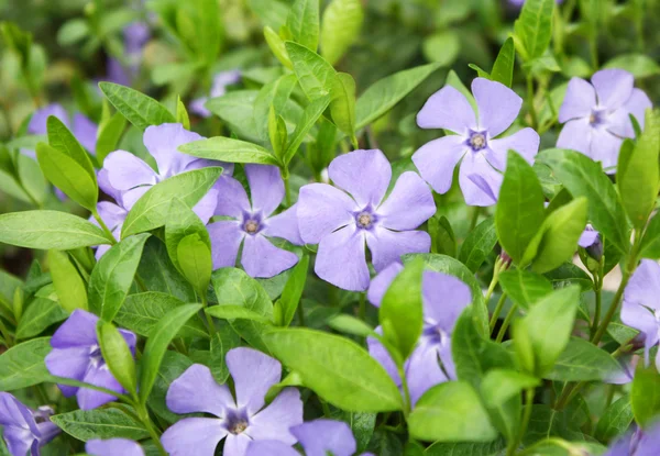 Periwinkle flower close-up — Stock Photo, Image