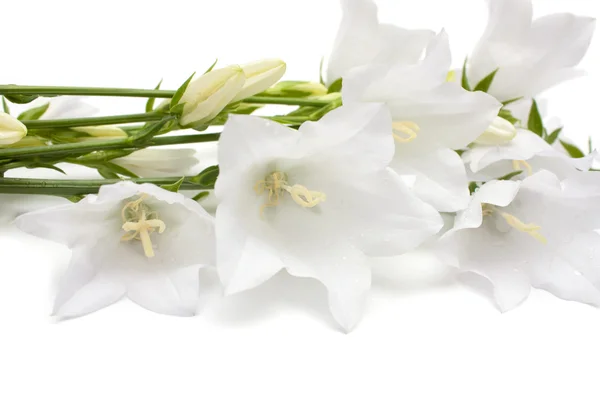 White bellflower — Stock Photo, Image