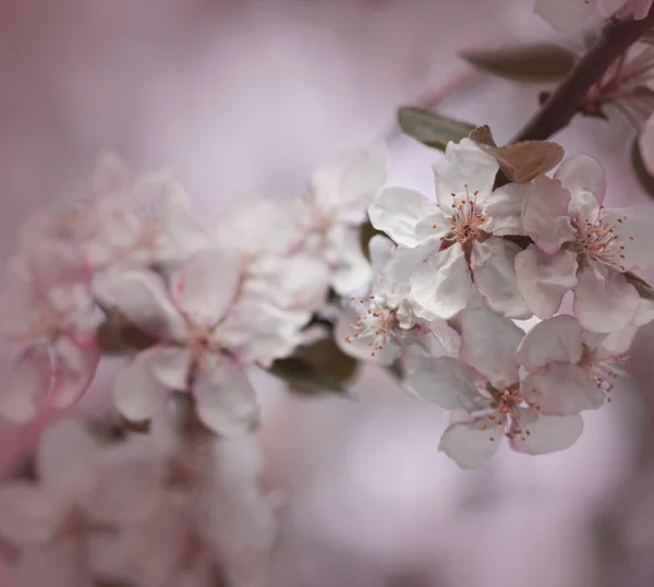 Rosa apple tree blommor — Stockfoto