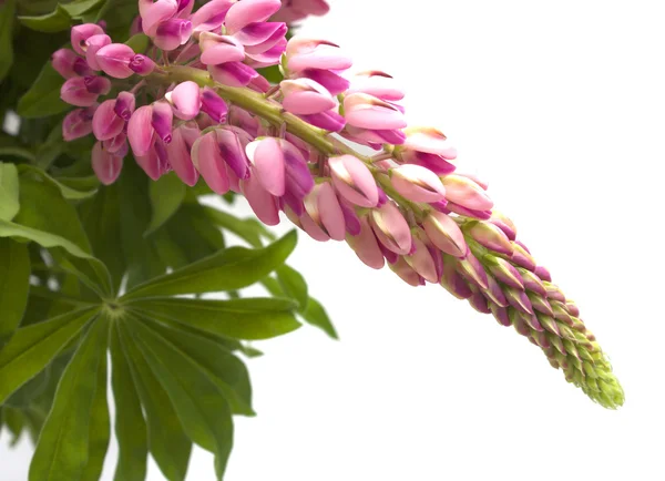 Lupin flower — Stock Photo, Image