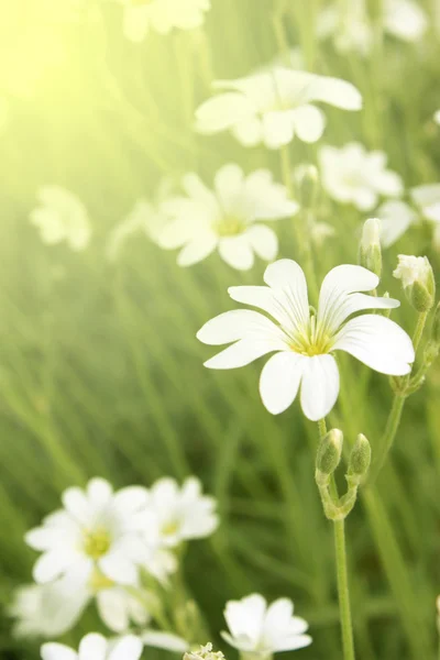 Små vita blommor — Stockfoto