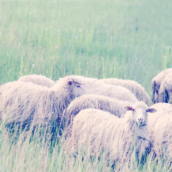 Schapen — Stockfoto