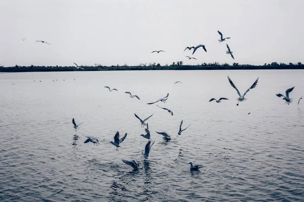 Large Group Seagulls Lake Water Flying Sky — Stock Photo, Image