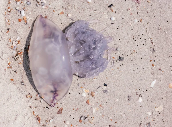 Méduses Sur Sable Près Océan — Photo