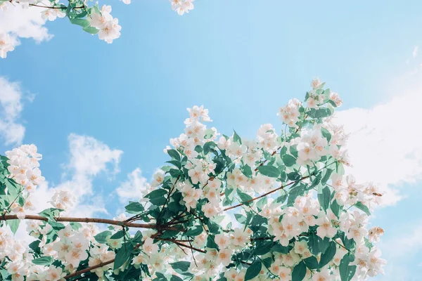 Jasmim Arbusto Flores Jardim Durante Período Florescência Contra Céu — Fotografia de Stock