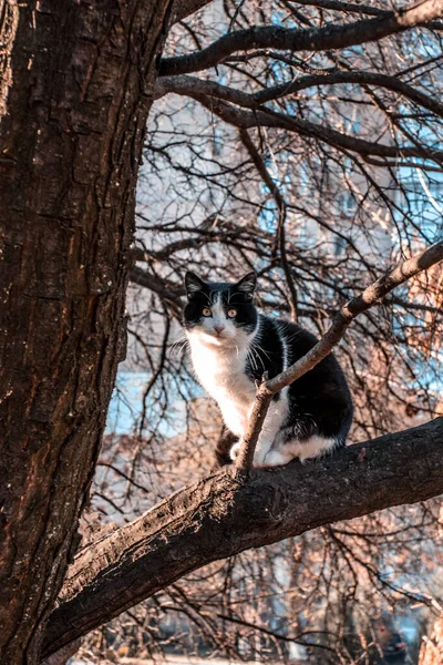 Svart Och Vit Katt Träd Hösten — Stockfoto