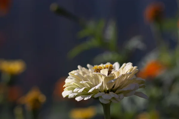 Hermosas Flores Blancas Zinnia Fondo Oscuro — Foto de Stock