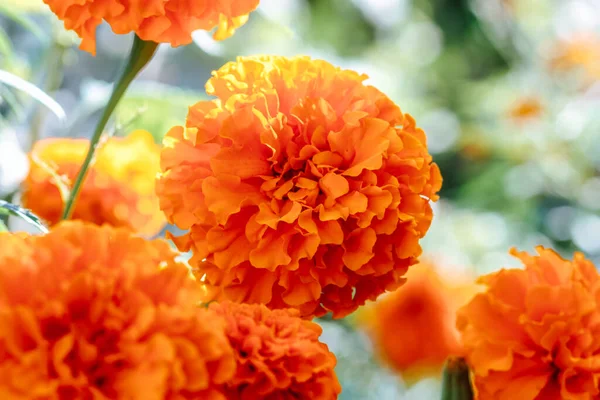 Όμορφα Κίτρινα Λουλούδια Marigold Στον Κήπο — Φωτογραφία Αρχείου