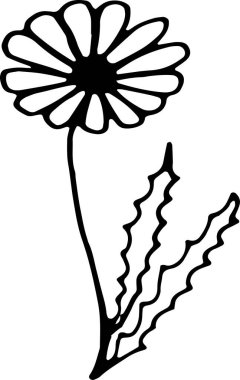 El çizimi gerberas çiçeği 
