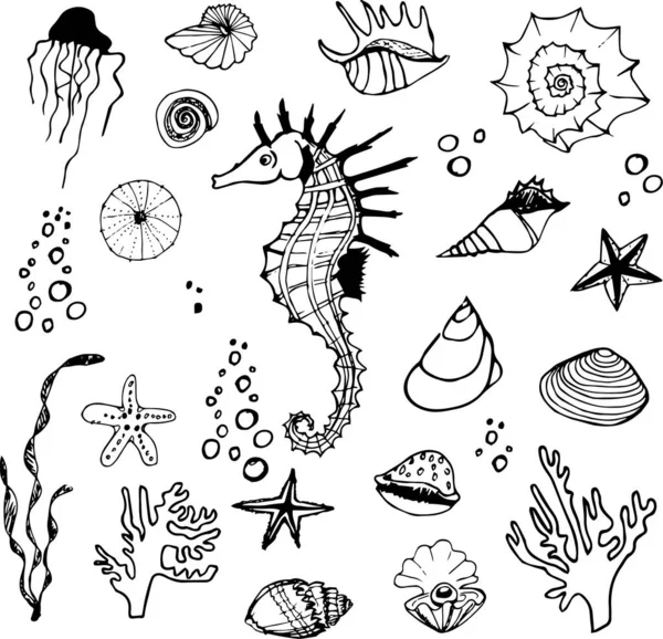 วาดด วยม อเปล อกหอยทะเล — ภาพเวกเตอร์สต็อก