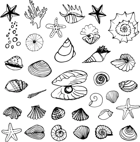 Sea Shells Hand Drawn Set —  Vetores de Stock