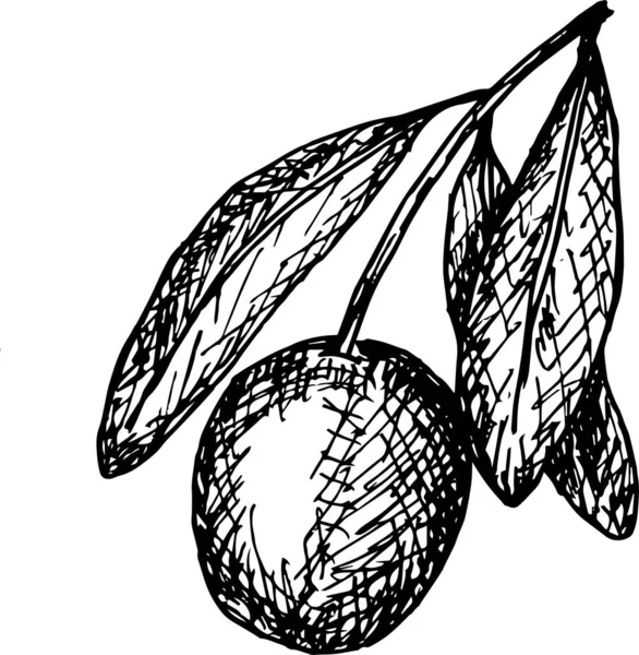 Векторная Иллюстрация Здоровых Органических Оливок — стоковый вектор