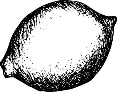 Lemon el çizimi vektör illüstrasyonu