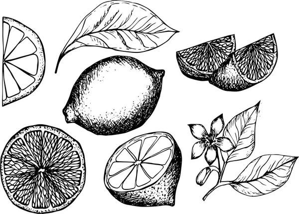 Lemon Hand Drawn Vector Illustrations Set — Stock Vector