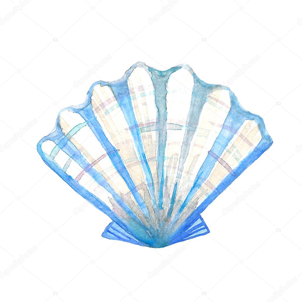 Blue tropical  shell. Watercolor sea shell mollusk  