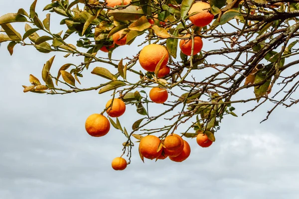 Ряд Спелых Сочных Апельсинов Дереве Саду Солнце Сбор Сладких Фруктов — стоковое фото