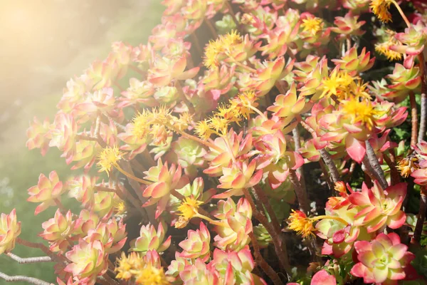 Vackra Dekorativa Blomsterarrangemang Saftiga Växter Grön Trädgård Med Blommor Blommor — Stockfoto