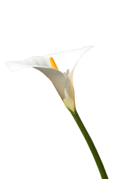 Calla Λουλούδι Απομονώνονται Λευκό Φόντο — Φωτογραφία Αρχείου