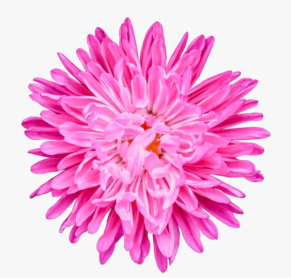 Aster Virág Elszigetelt Fehér Háttérrel Virágos Háttér Gyönyörű Rózsaszín Üllők — Stock Fotó