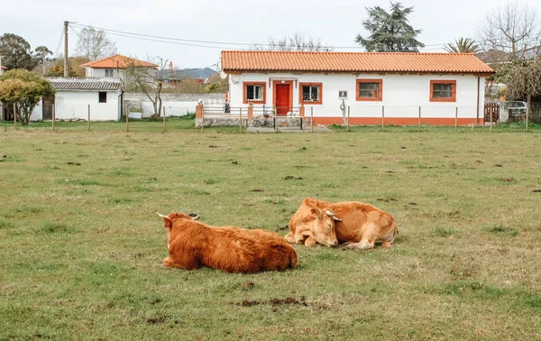 Paisagem Rural Com Vacas Espanha Que Dormem Gramado Verde — Fotografia de Stock