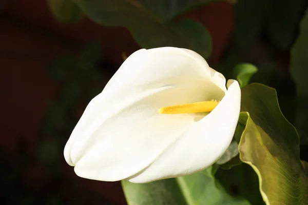 Grandes Fleurs Blanches Impeccables Lys Calla Zantedeschia Aethiopica — Photo