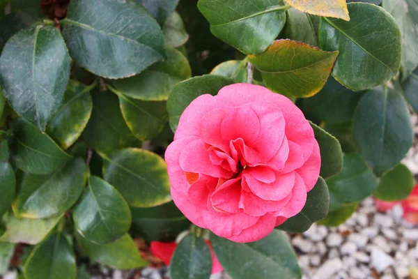 Close Pink Camellia Blossom Branch Tree Garden Summer Season Flowers — Stock Photo, Image