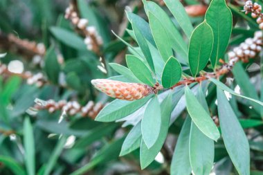 İlkbaharda Callistemon veya Bottlebrush ağacı tomurcukları