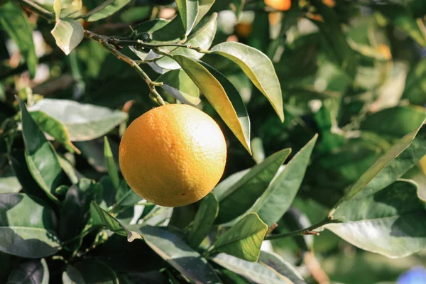 Спелый Апельсин Дереве Открытым Небом Летом Свежий Апельсиновый Мандарин Растущий — стоковое фото