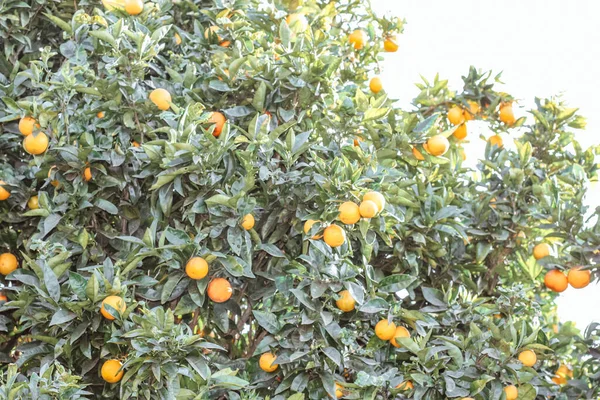 Спелые Апельсины Дереве Открытым Небом Летом Свежие Апельсиновые Мандарины Растущие — стоковое фото