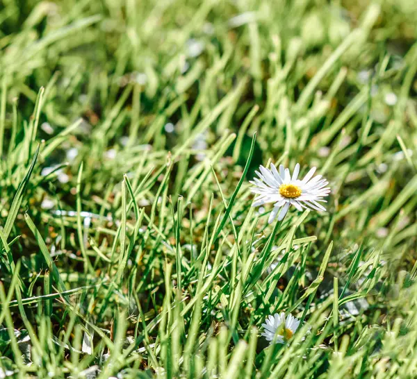 Liten Kamomill Bakgrund Färska Våren Gräs — Stockfoto