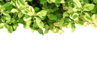 Beyaz arkaplanda yeşil yaprak çerçeve