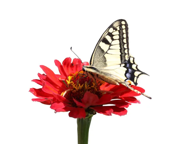 Western Tiger Swallowtail Butterfly Red Zinnia Белом Фоне — стоковое фото