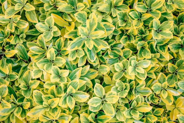 緑の明るい葉やブッシュの背景 — ストック写真
