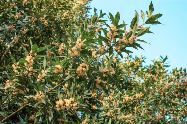 Közel Gyönyörű Laurel Latifolia Növekvő Nyári Hegyek Spanyolországban — Stock Fotó