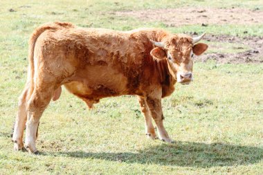 Kırmızı rendelenmiş yavru boğa çişini yapıyor, çayırda. Kameraya bakıyorum..